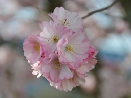 Prunus Accolade Bluete